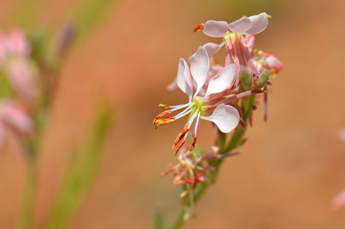 Oenothera suffrutescens, (Gaura coccinea) Scarlet Beeblossom